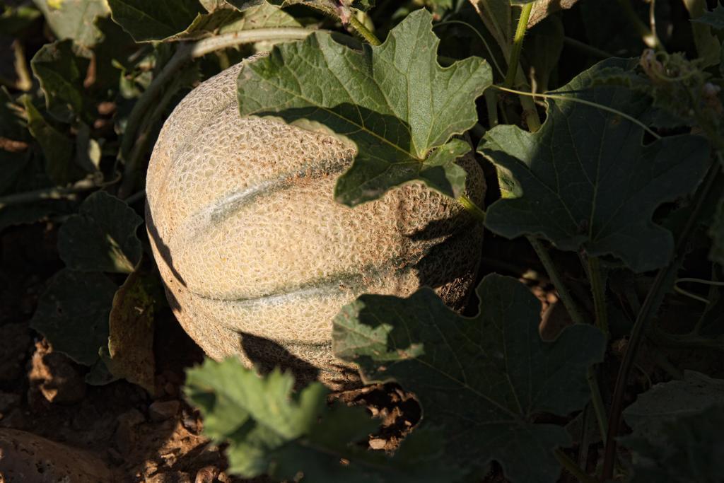 הוילה Castiglione dʼOrcia Podere Casella מראה חיצוני תמונה